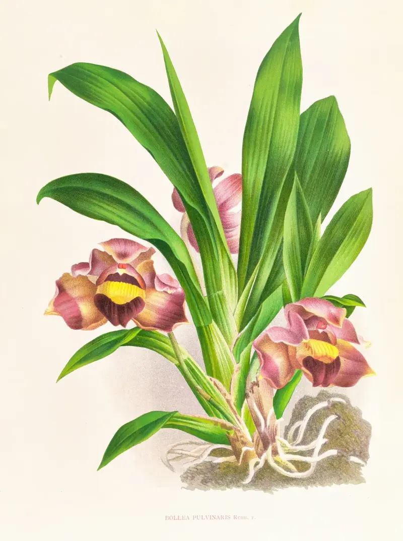 Bollea pulvinaris von Jean Jules Linden