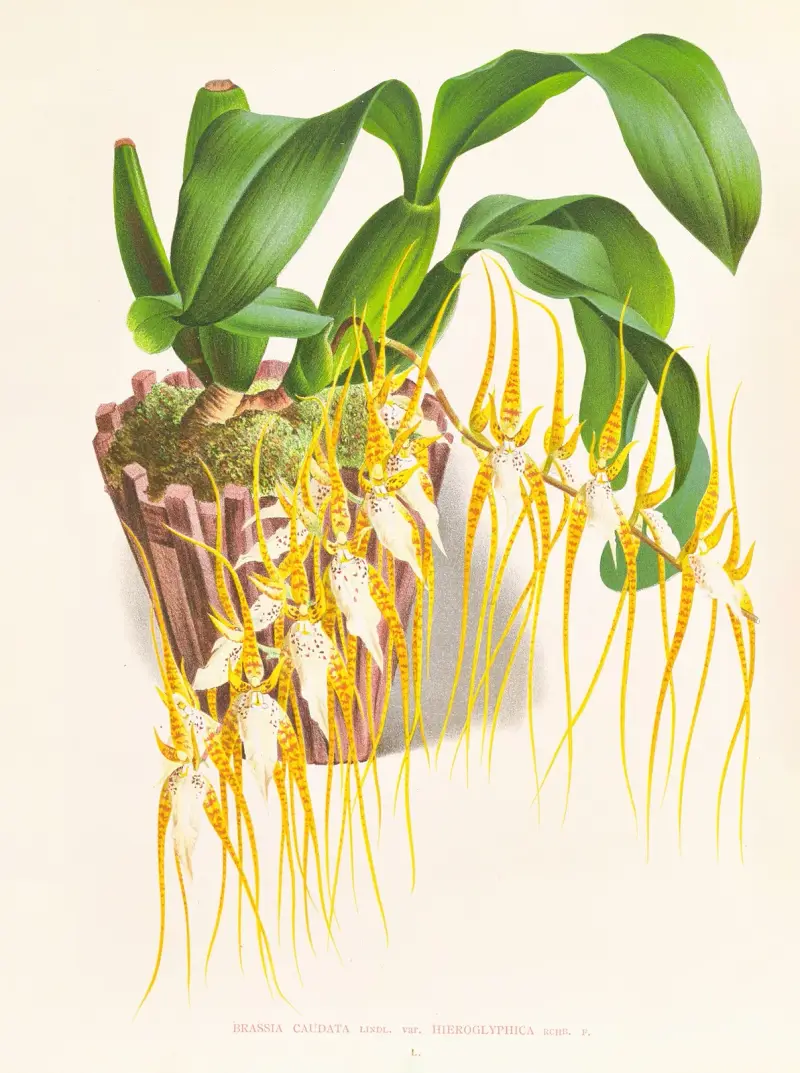 Brassia caudata von Jean Jules Linden