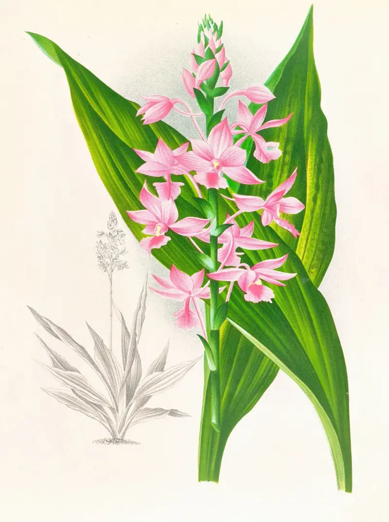 Calanthe Masuca von Jean Jules Linden