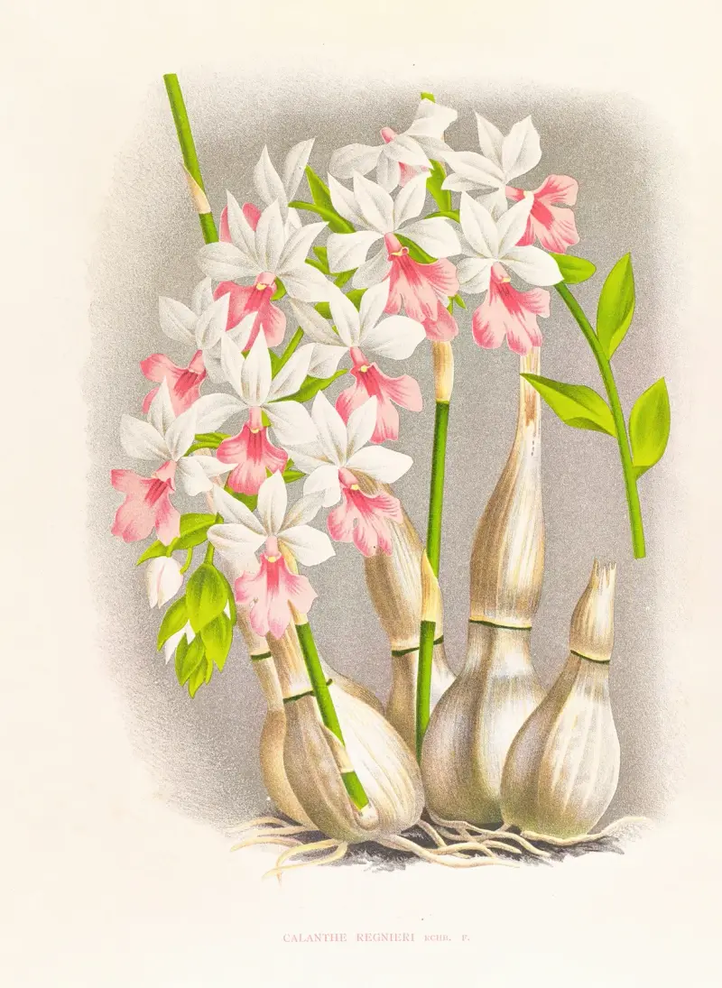 Calanthe regnieri av Jean Jules Linden