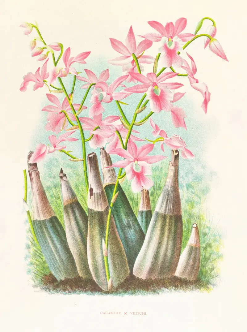 Calanthe veitchi von Jean Jules Linden