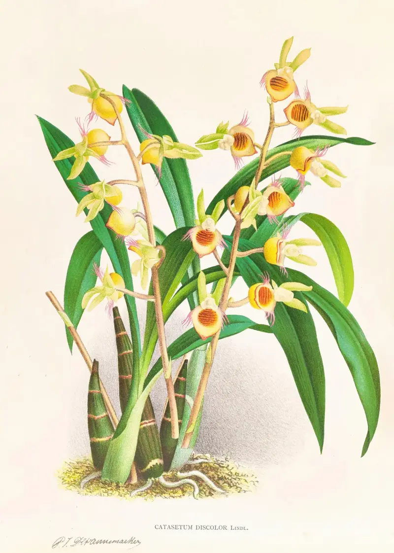 Catasetum Discolor, Jean Jules Linden
