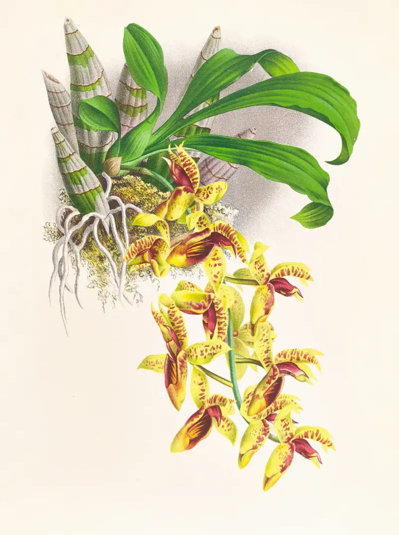 Catasetum galeritum av Jean Jules Linden