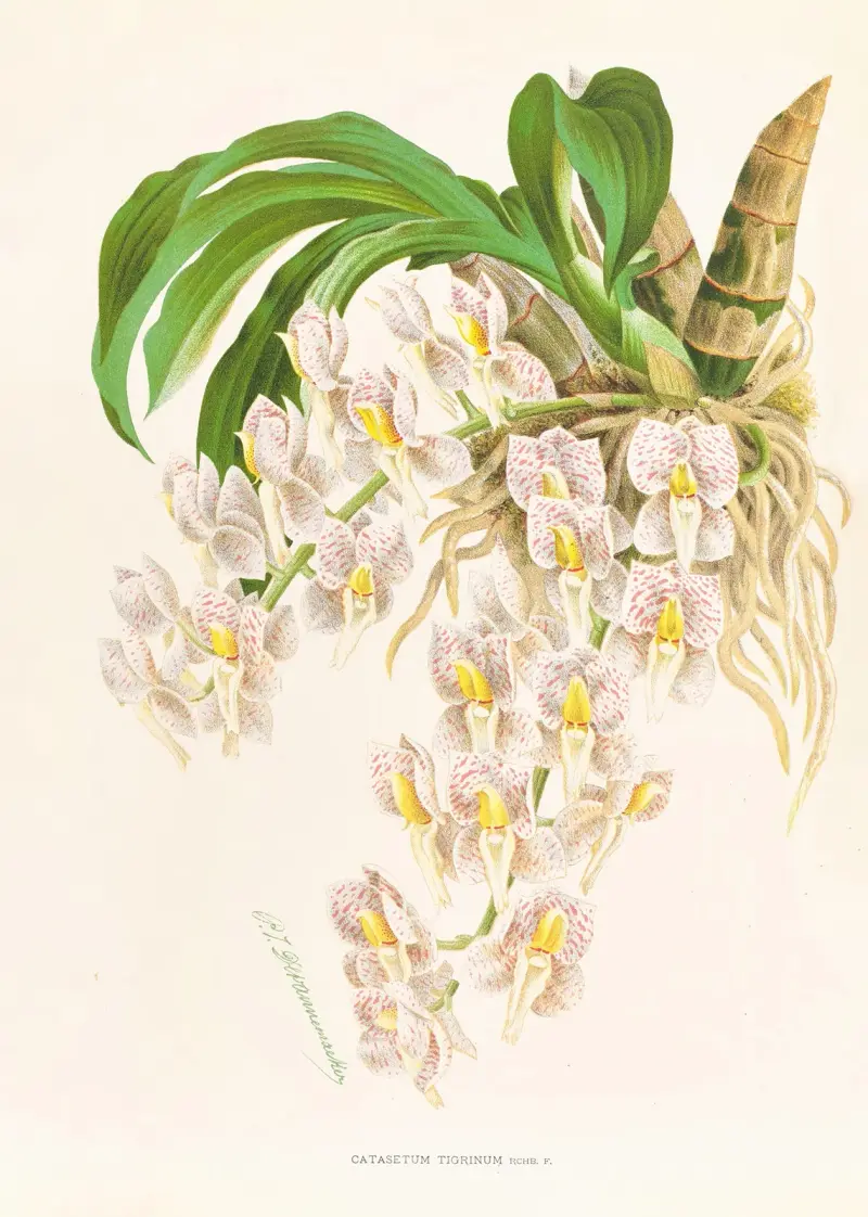 Catasetum tigrinum av Jean Jules Linden