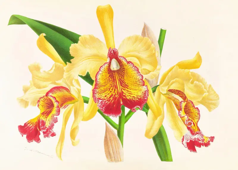 Cattleya Aurea av Jean Jules Linden