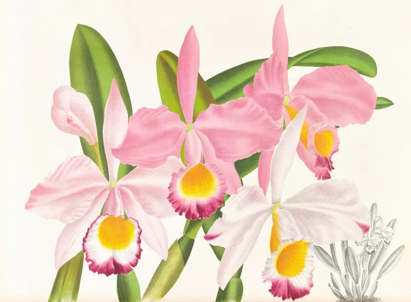 Cattleya eldorado av Jean Jules Linden