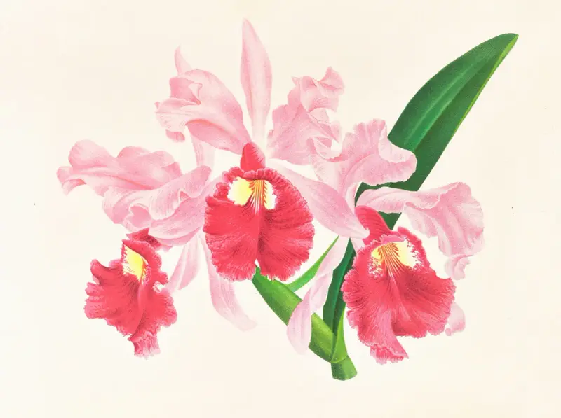 Cattleya gigas von Jean Jules Linden