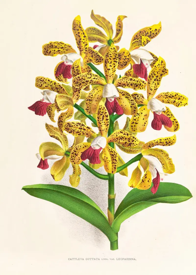 Cattleya guttata von Jean Jules Linden