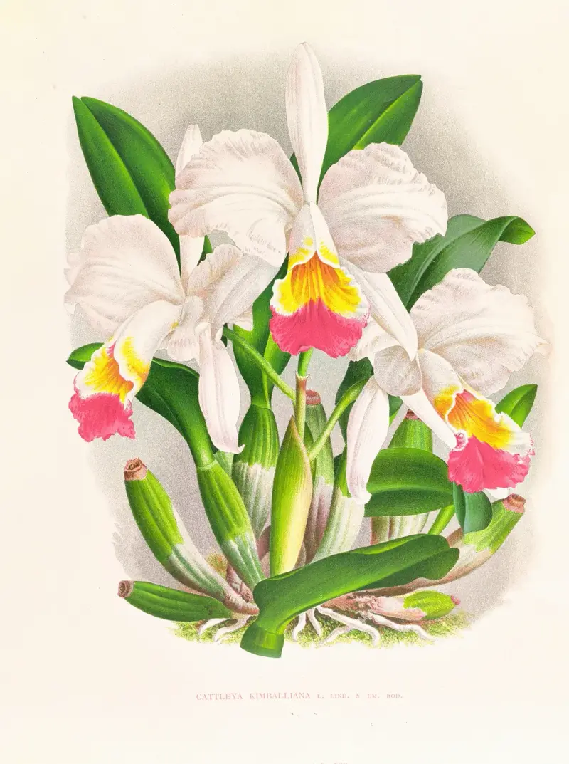 Cattleya kimballiana av Jean Jules Linden