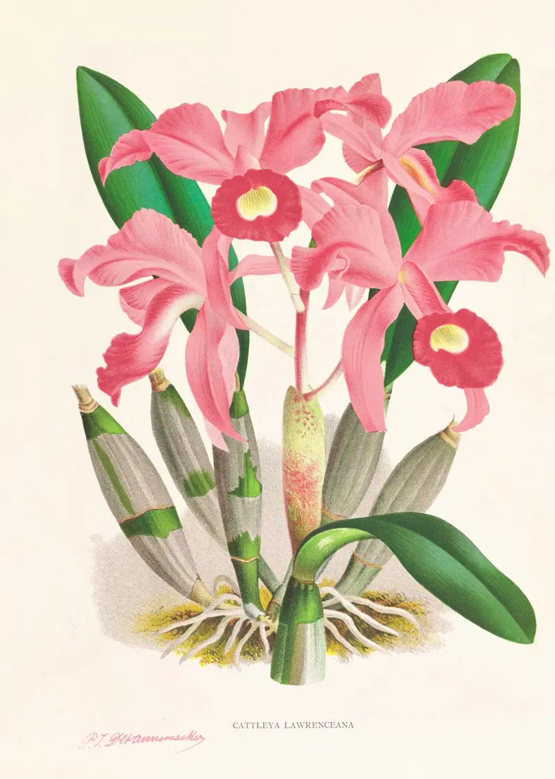 Cattleya Lawrenceana av Jean Jules Linden