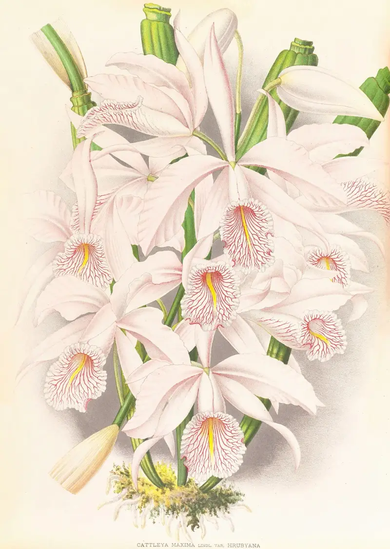 Cattleya Maxima av Jean Jules Linden