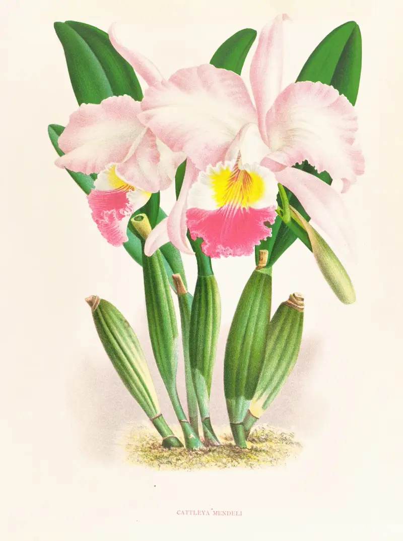Cattleya Mendeli, Jean Jules Linden