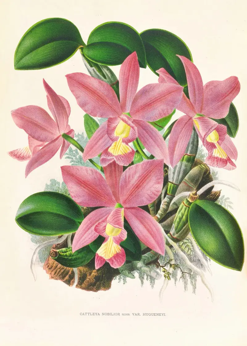 Cattleya nobilior av Jean Jules Linden