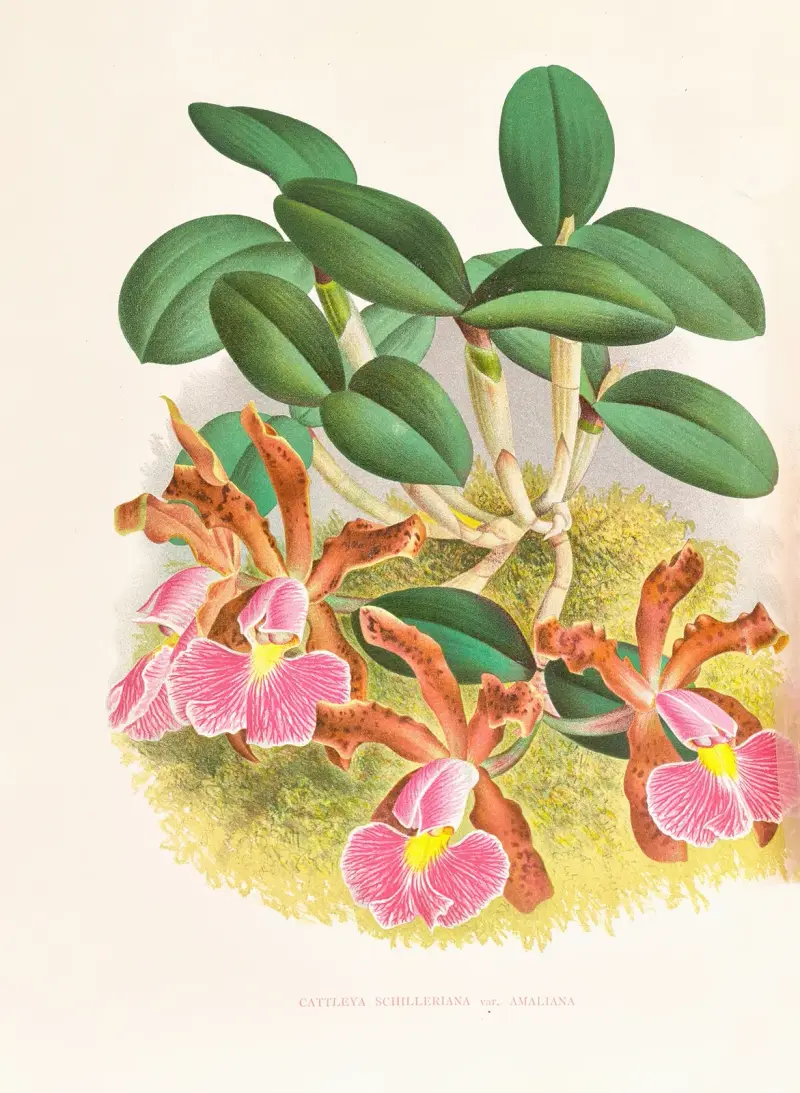 Cattleya schilleriana av Jean Jules Linden