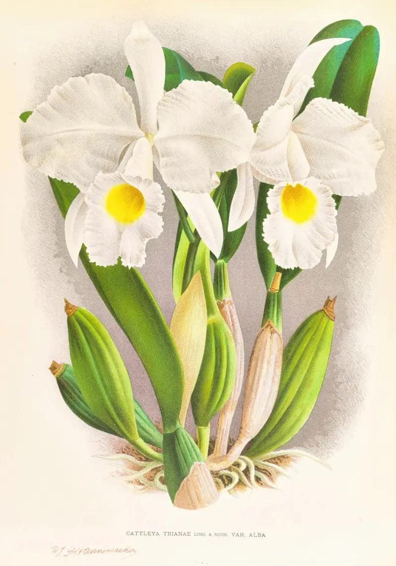 Cattleya Trianae av Jean Jules Linden
