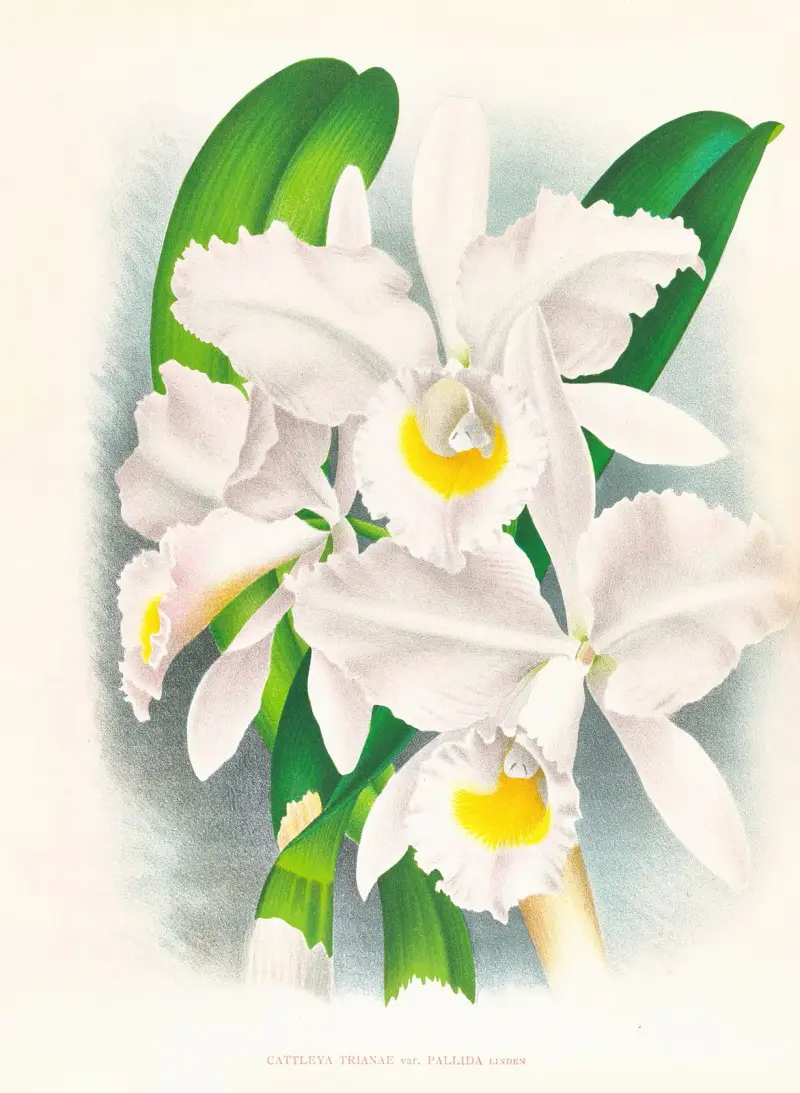 Cattleya Trianae var Pallida av Jean Jules Linden
