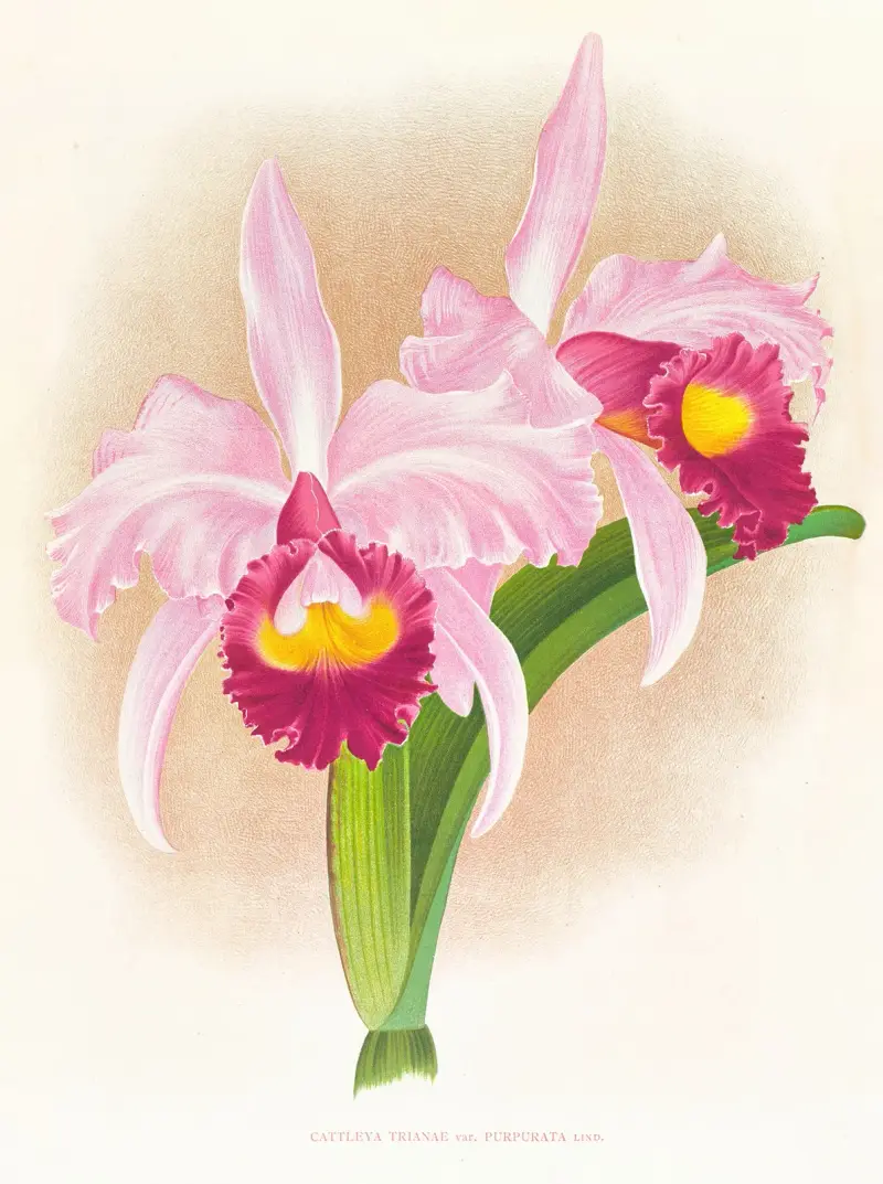 Cattleya Trianae var purpurata av Jean Jules Linden