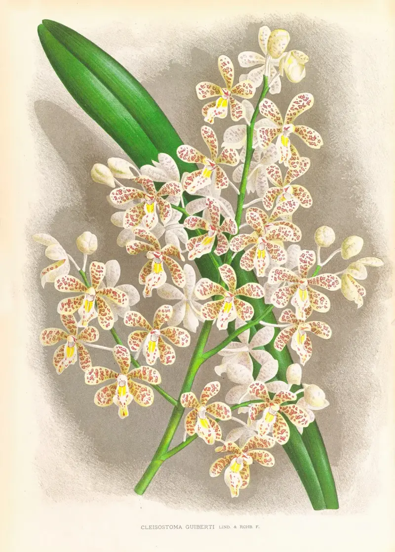 Cleisostoma Guiberti av Jean Jules Linden
