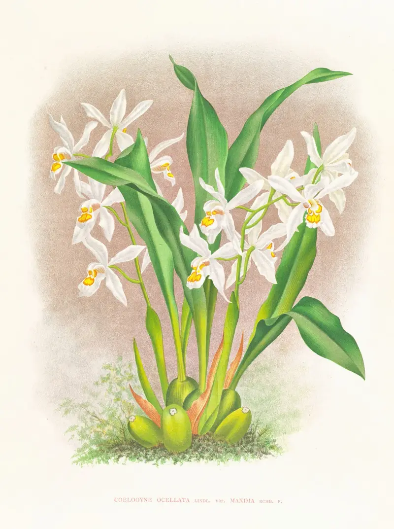 Coelogyne ocellata, Jean Jules Linden