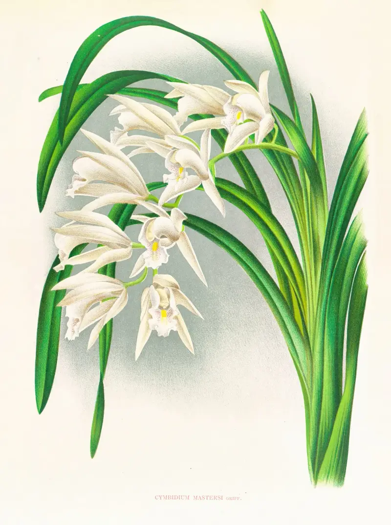 Cymbidium mastersi, Jean Jules Linden