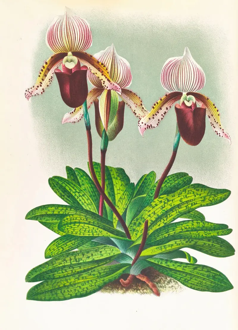 Cypripedium barbato veitchianum av Jean Jules Linden