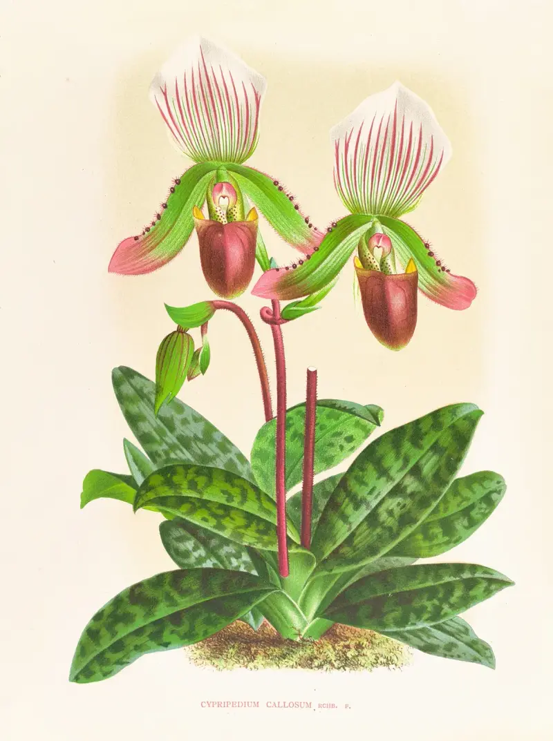 Cypripedium callosum av Jean Jules Linden