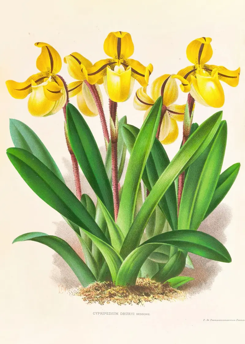 Cypripedium Druryi av Jean Jules Linden