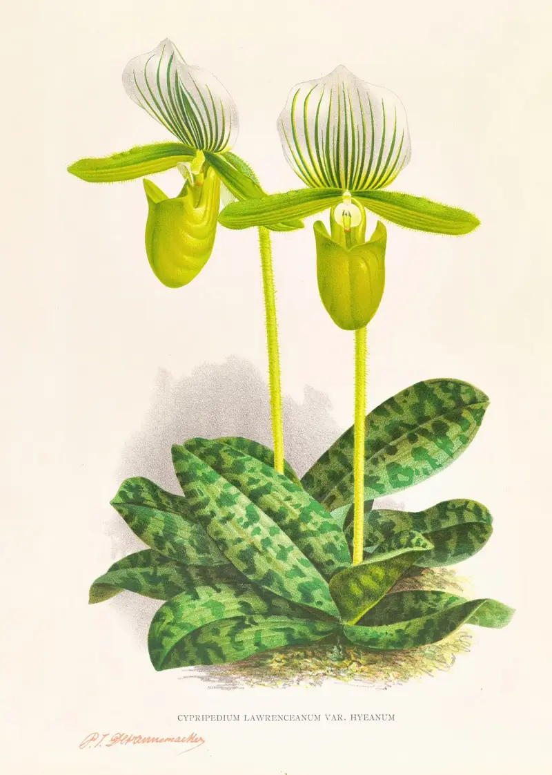 Cypripedium lawrenceanum var hyeanum av Jean Jules Linden