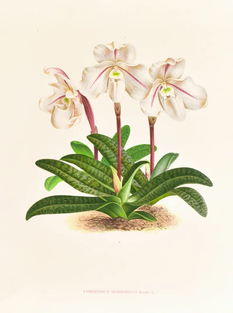 Cypripedium microchilum von Jean Jules Linden