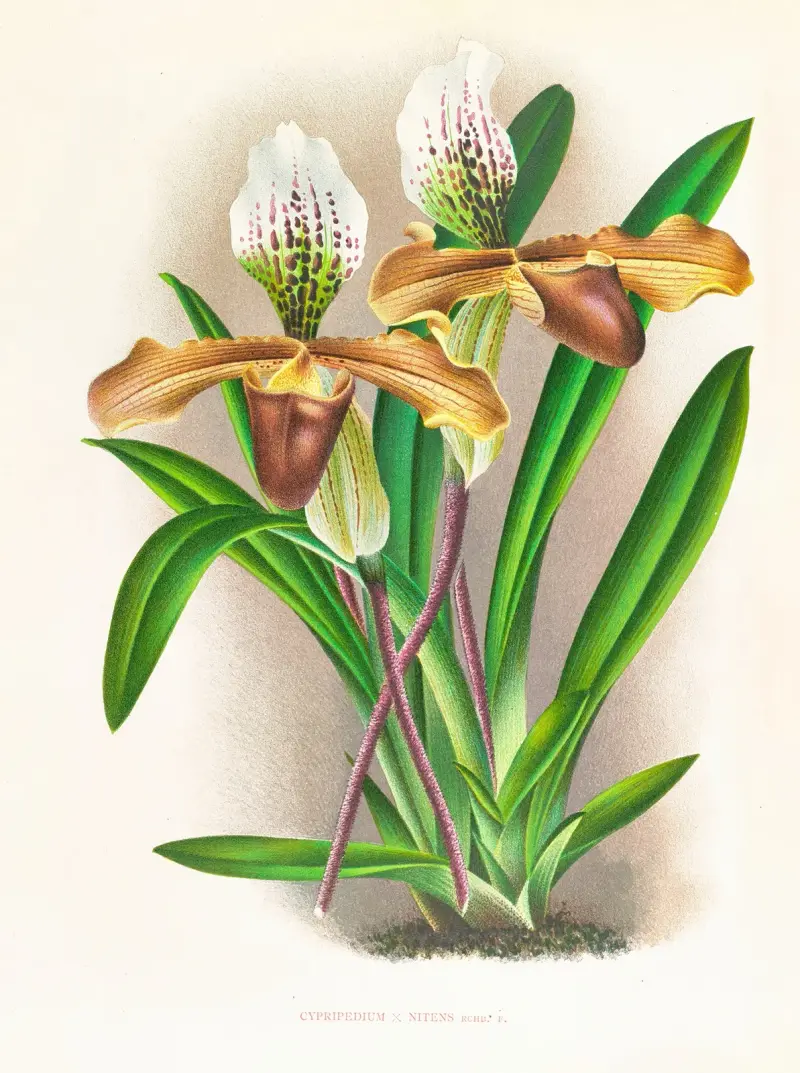 Cypripedium nitens von Jean Jules Linden