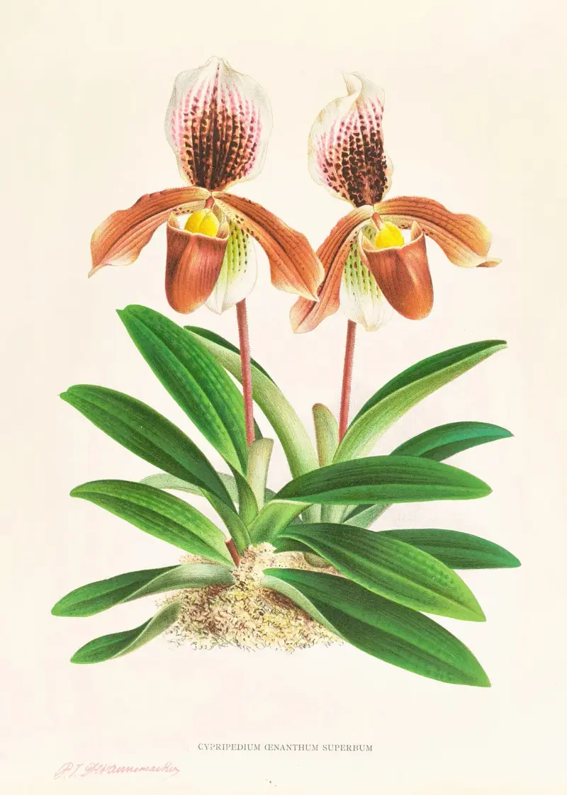 Cypripedium oenanthum superbum av Jean Jules Linden