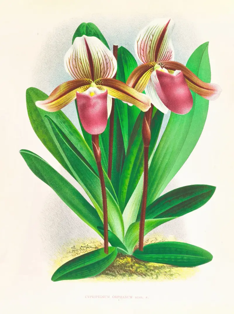Cypripedium orphanum von Jean Jules Linden