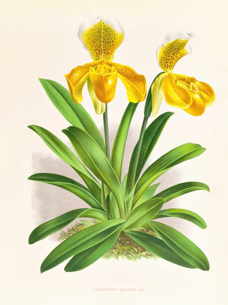 Cypripedium sallieri von Jean Jules Linden