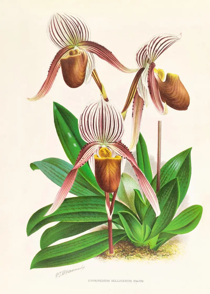Cypripedium selligerum majus av Jean Jules Linden