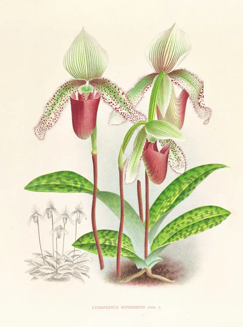 Cypripedium superbiens av Jean Jules Linden