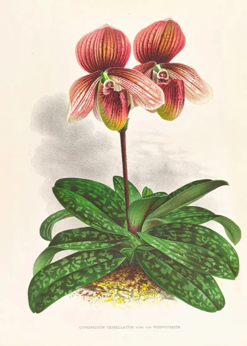 Cypripedium tessellatum av Jean Jules Linden