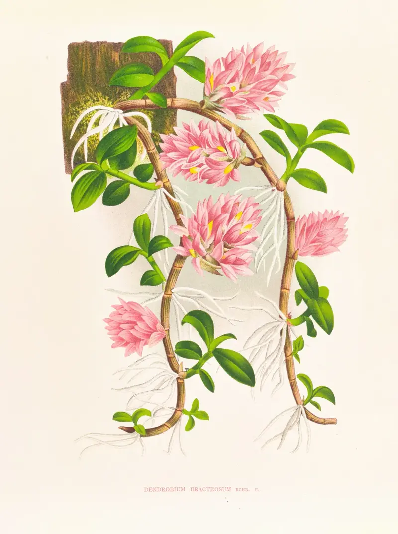 Dendrobium bracteosum, Jean Jules Linden