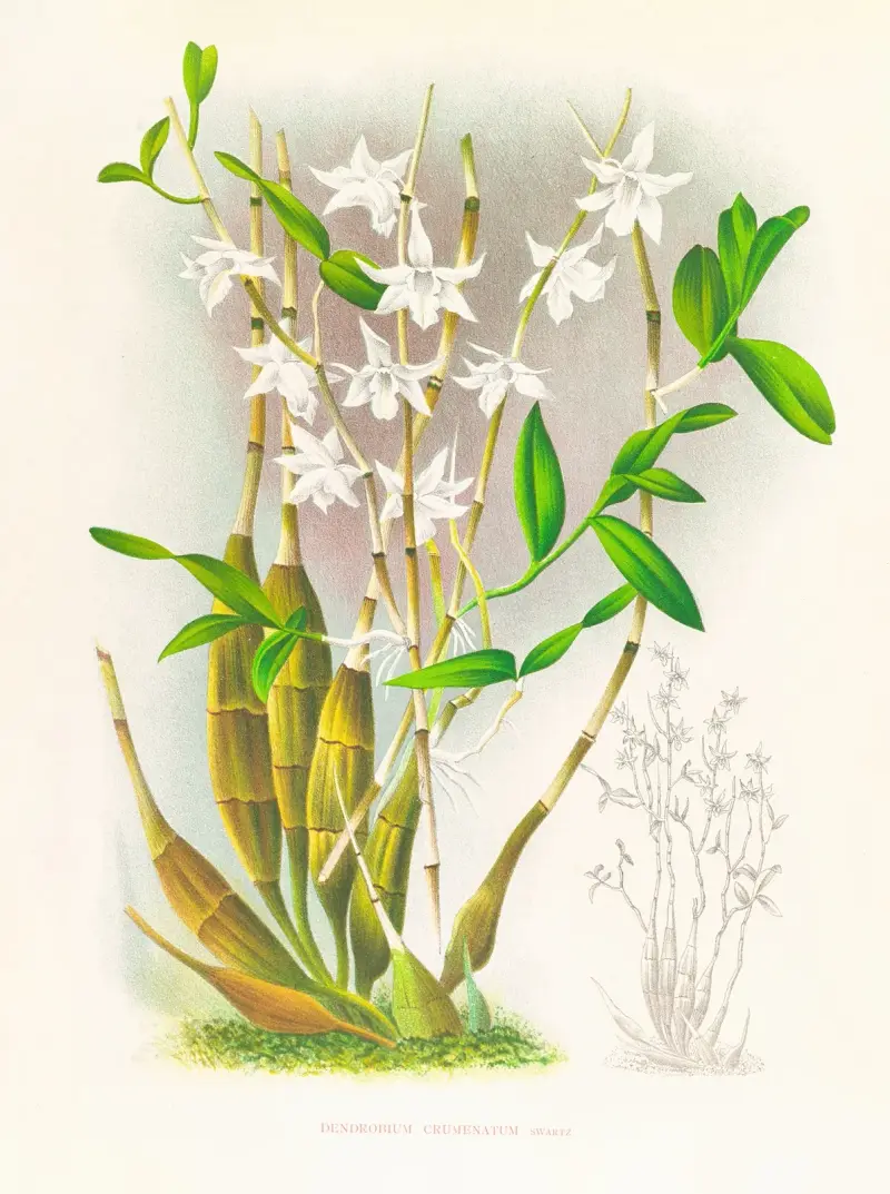 Dendrobium crumenatum, Jean Jules Linden