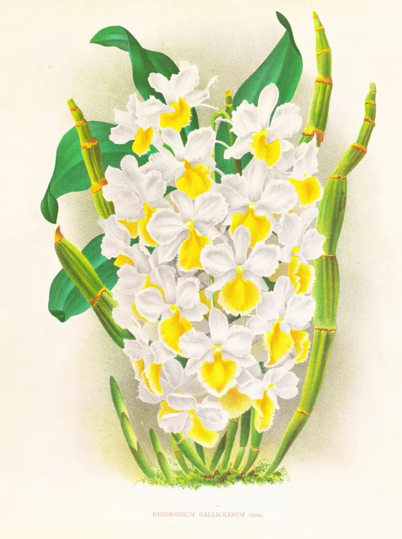 Dendrobium galliceanum av Jean Jules Linden