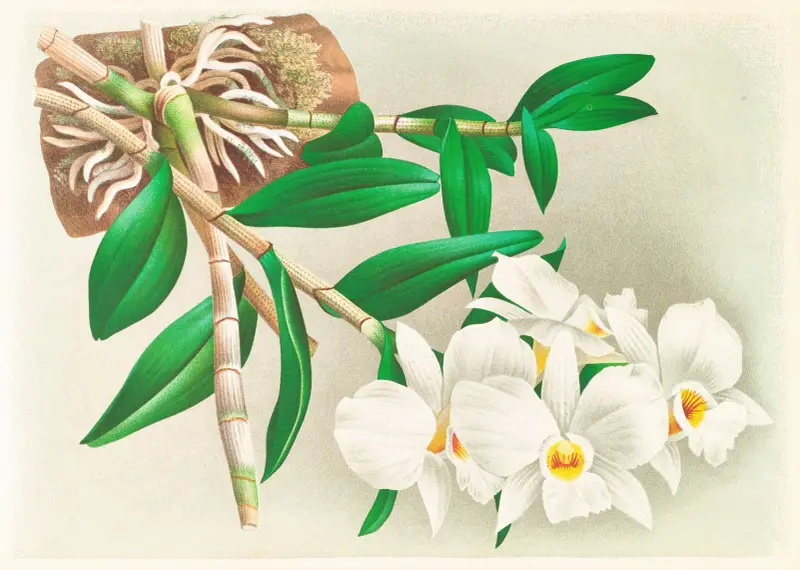 Dendrobium infundibulum av Jean Jules Linden