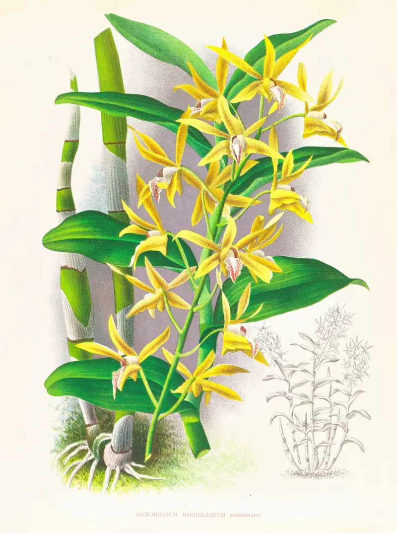 Dendrobium mirbelianum av Jean Jules Linden