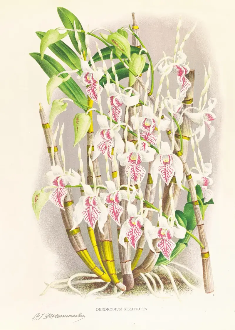 Dendrobium stratiotes av Jean Jules Linden