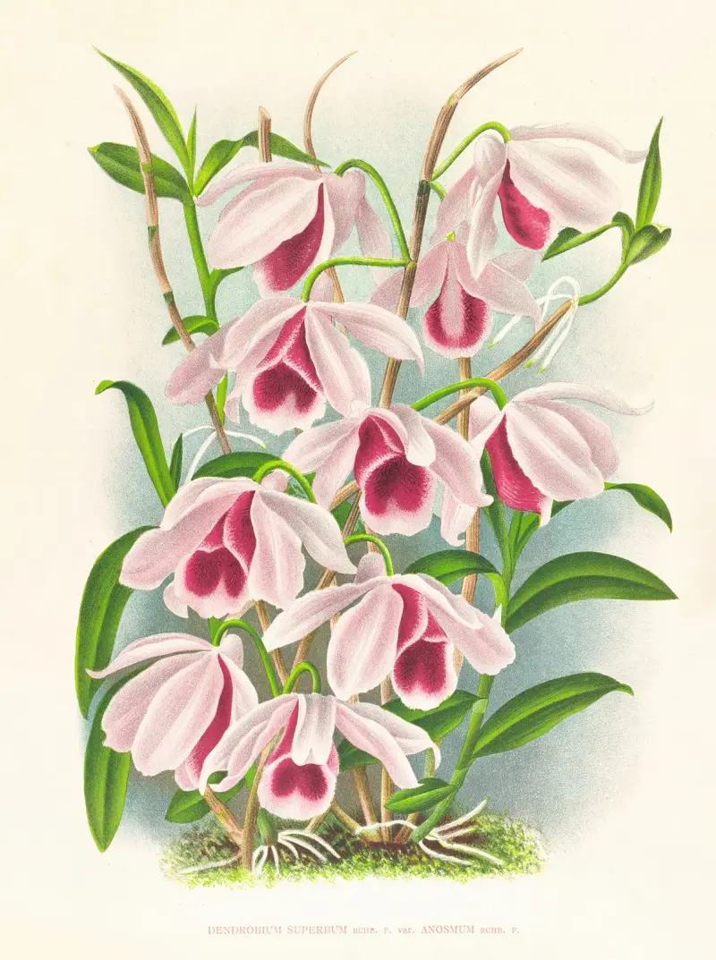 Dendrobium superbum var anosmum av Jean Jules Linden