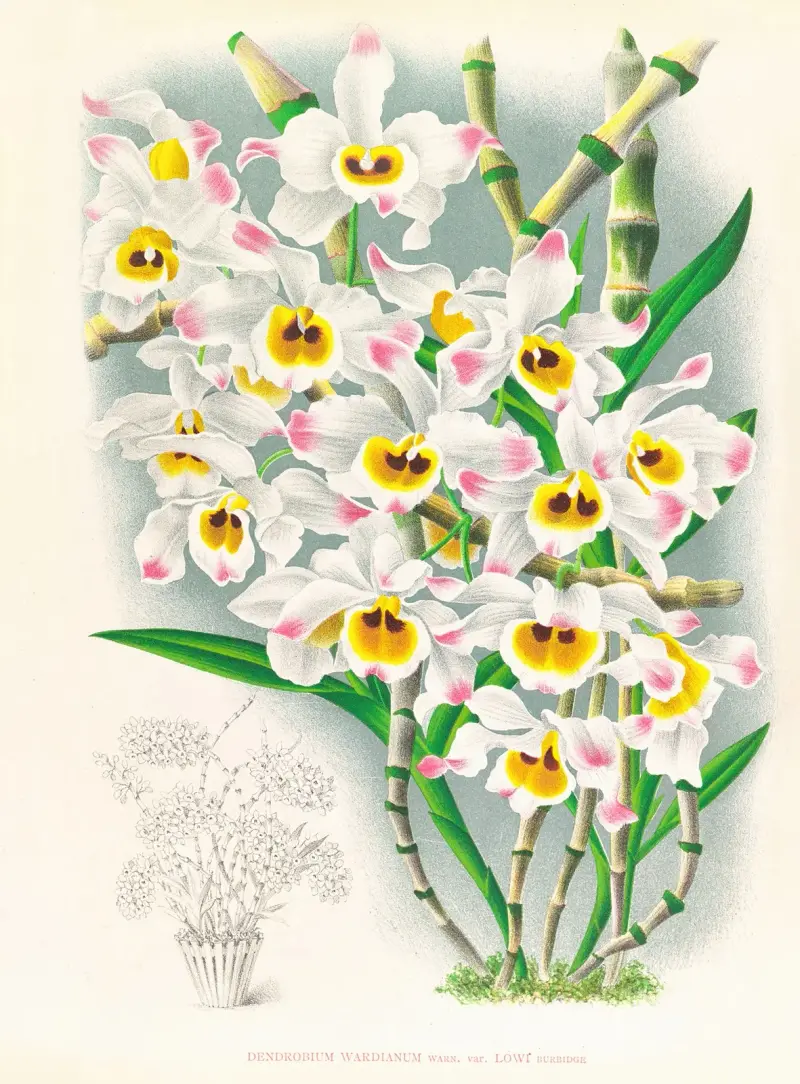 Dendrobium wardianum av Jean Jules Linden