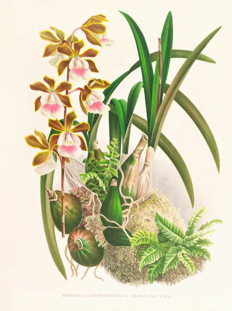 Epidendrum atropurpureum av Jean Jules Linden