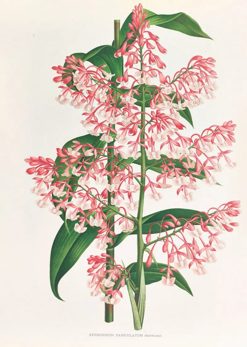 Epidendrum Paniculatum av Jean Jules Linden