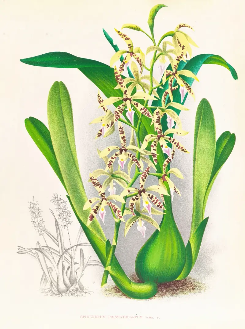 Epidendrum prismatocarpum av Jean Jules Linden