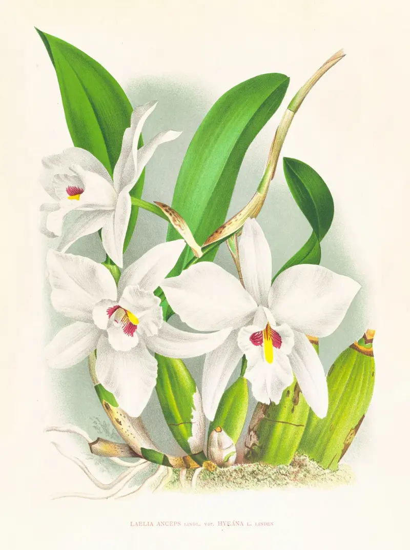 Laelia anceps var hyeana av Jean Jules Linden