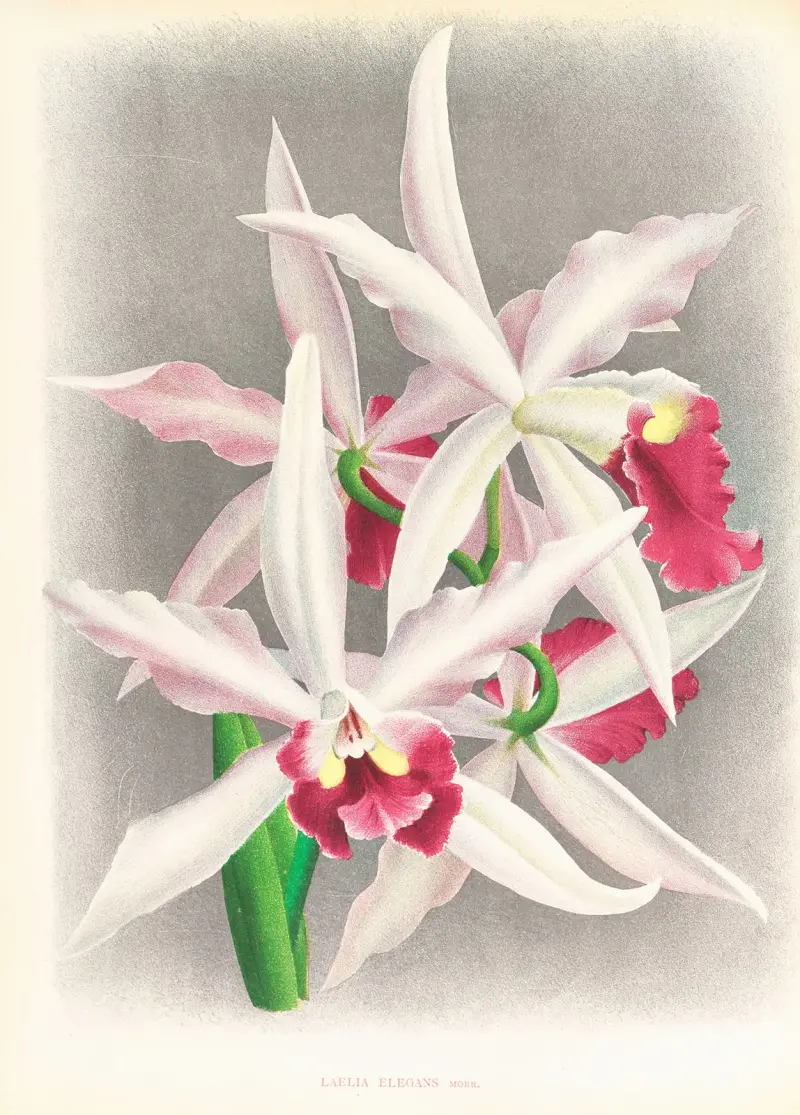 Laelia elegans av Jean Jules Linden