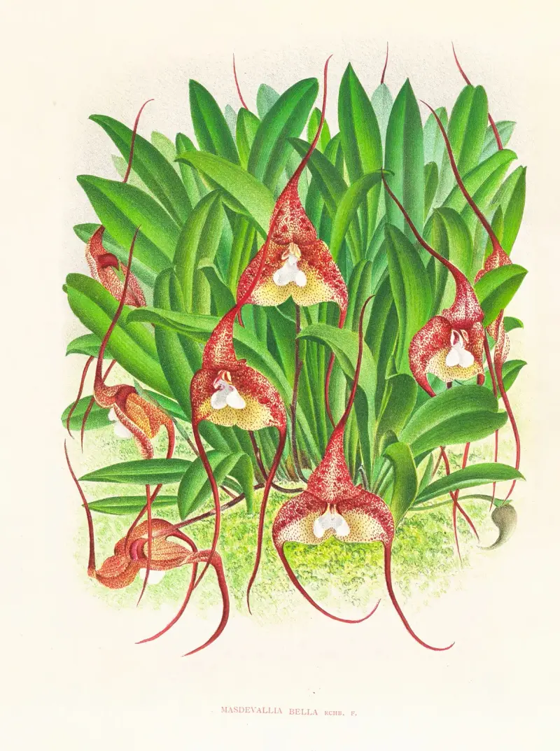 Masdevallia bella av Jean Jules Linden